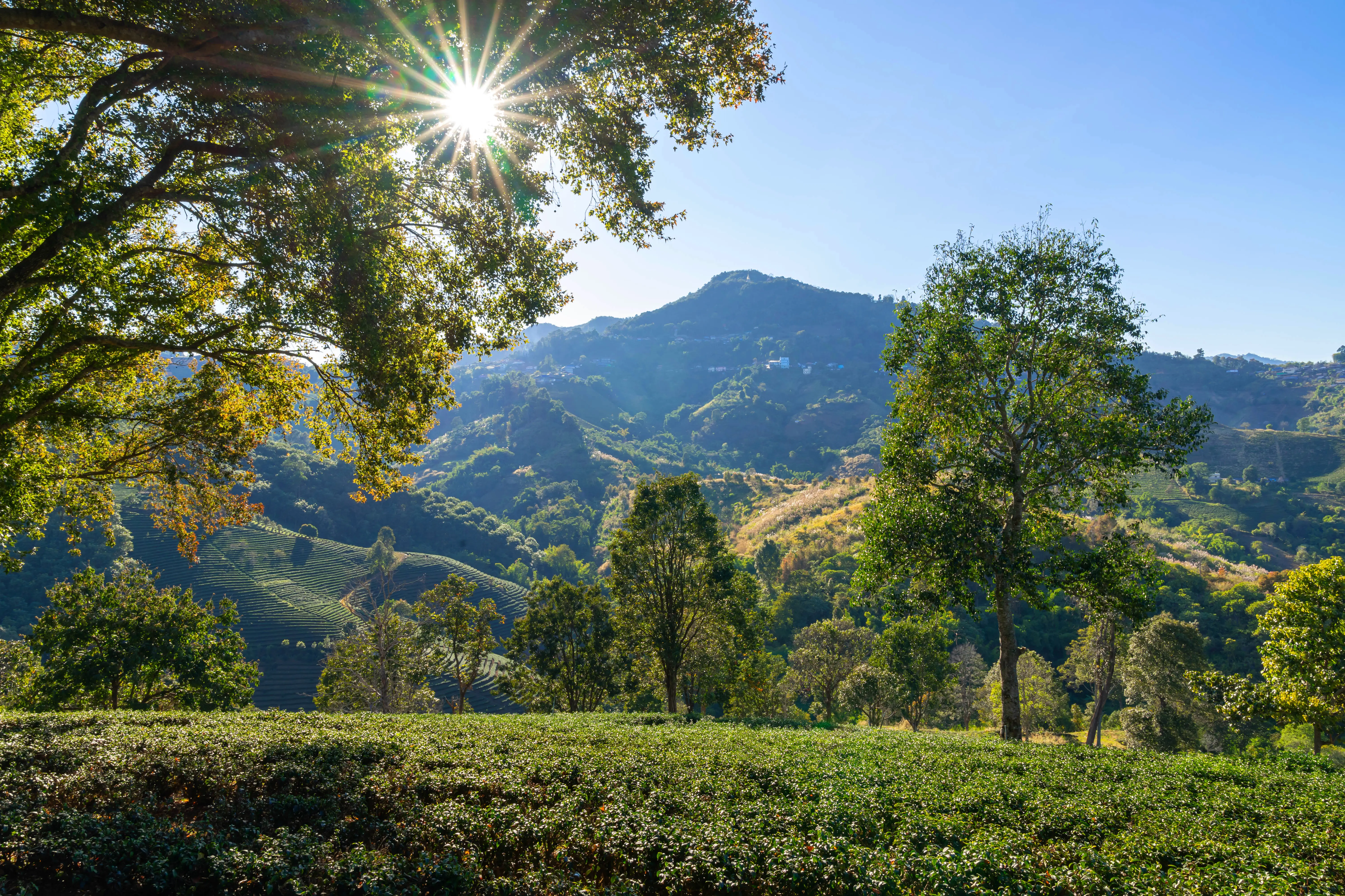 Tea plantations Munnar